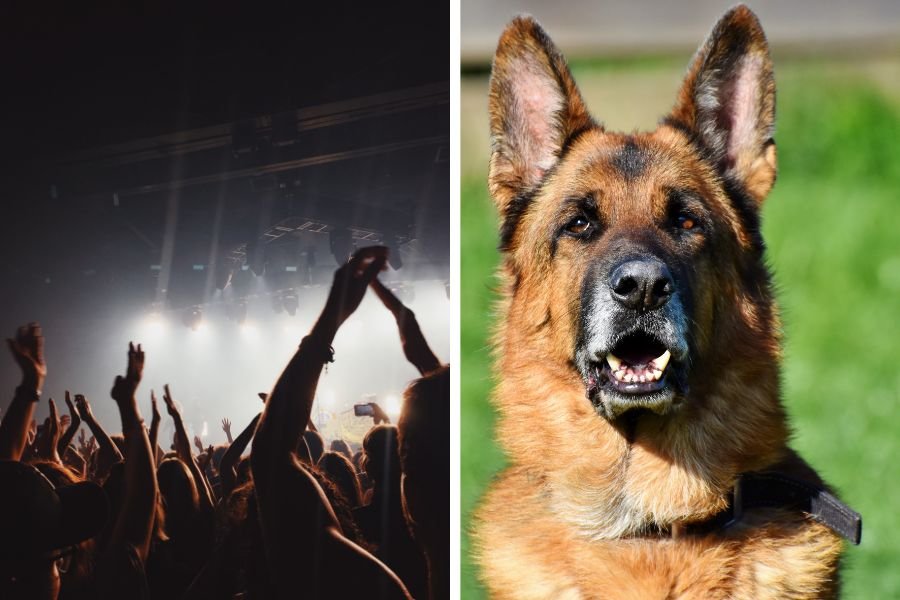 Metallica; dog Metallica concert; dog goes to concert; humor; viral story