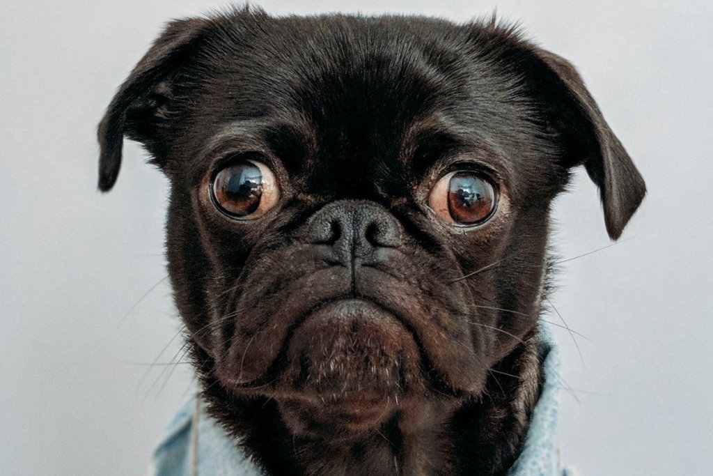 Close-up of a black pug with wide eyes and a slightly wrinkled face against a gray background.