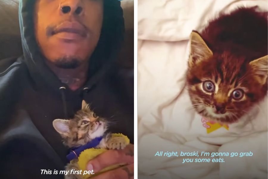 pets; first pet; cat videos; cat distribution system; pet videos