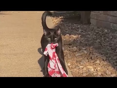 funny cat videos; funny videos; viral videos; pets