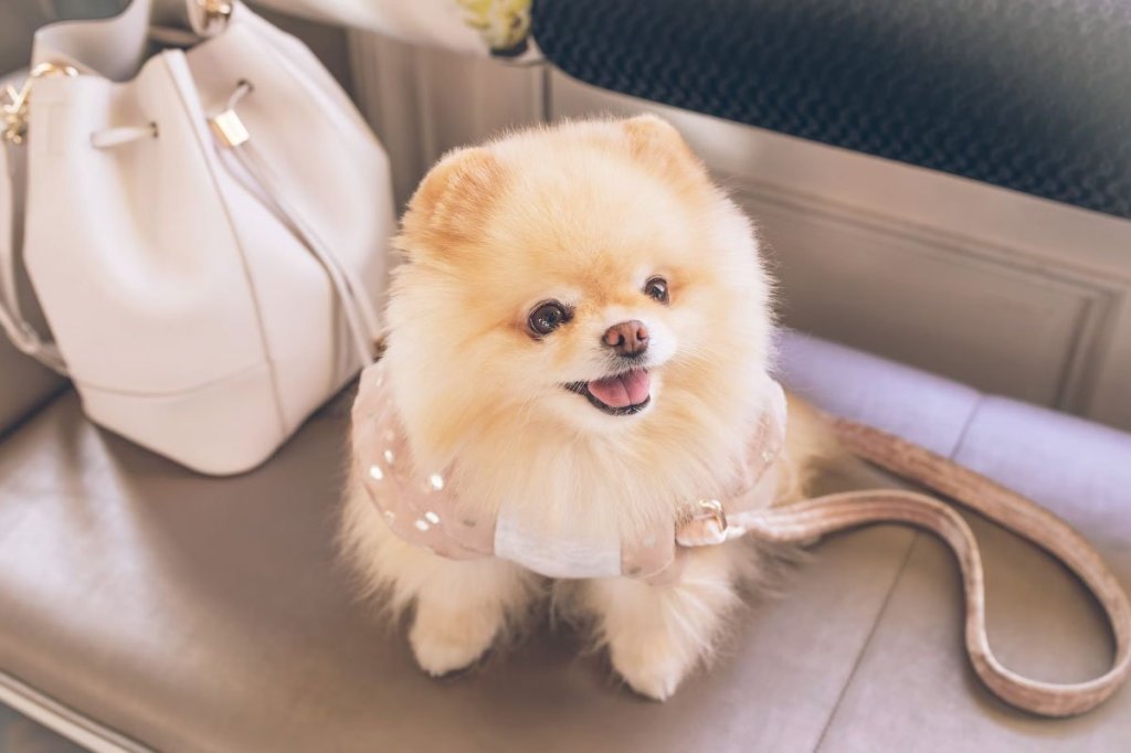 Fluffy Pomeranian in pink coat sitting on a bench next to a white handbag.