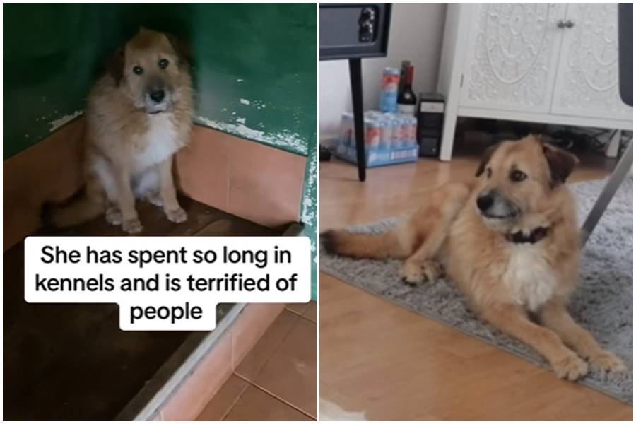 dog rescue, mischa rescue, noah's ark uk