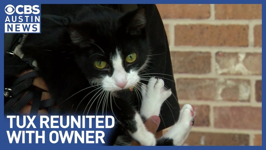 lyft driver cat; viral cat search; lyft driver stole cat; lyft cat; pets