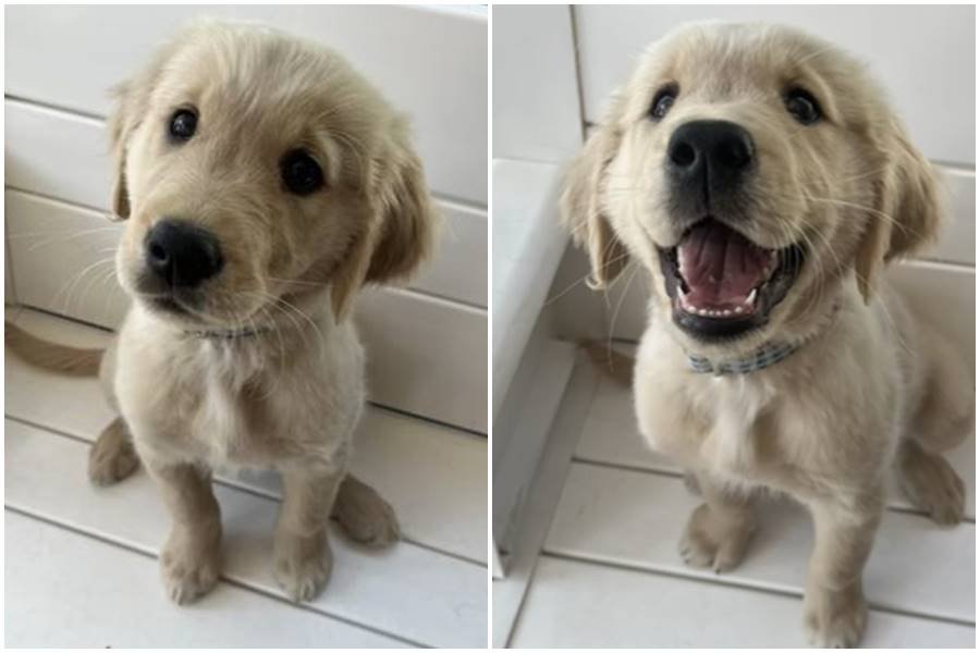 dogs, dog praise, happy dogs