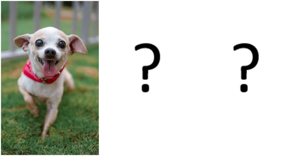 dog breeds, chihuahuas, garrett wing