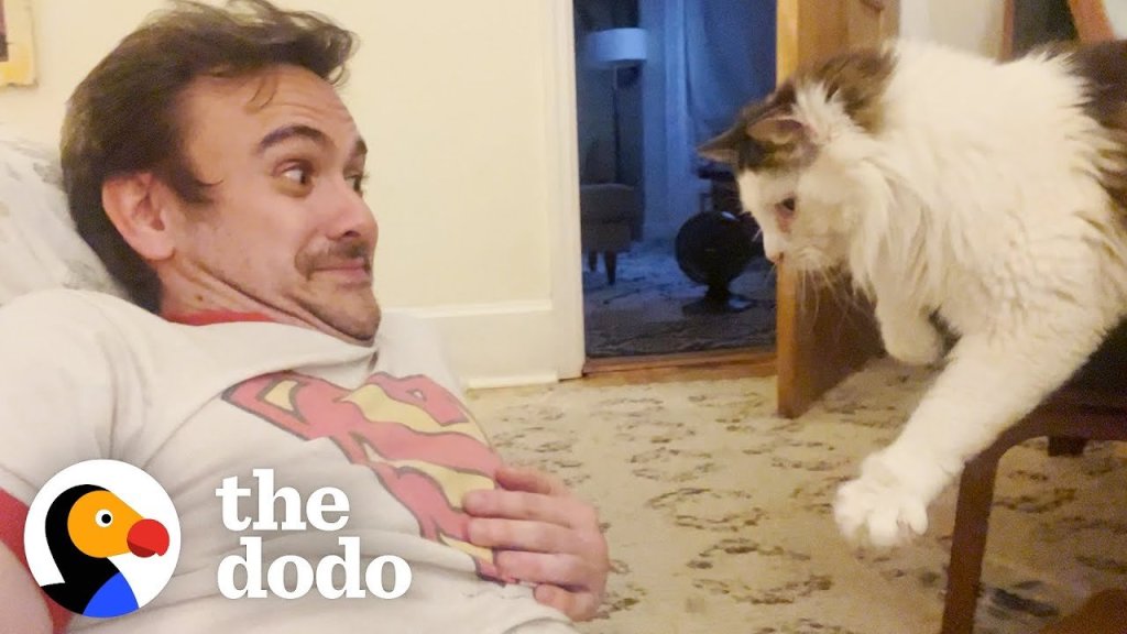 the dodo; cats; funny cat videos; viral cat video; cat distribution system; obsessed cat