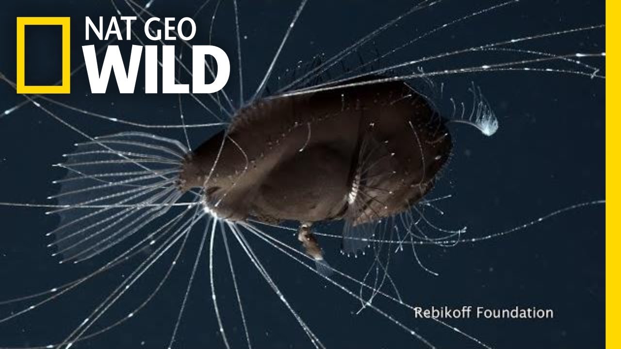 The mating habits of anglerfish are capturing the internet - Upworthy