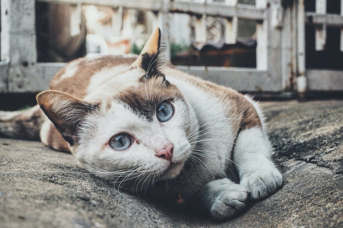 orange and white cat