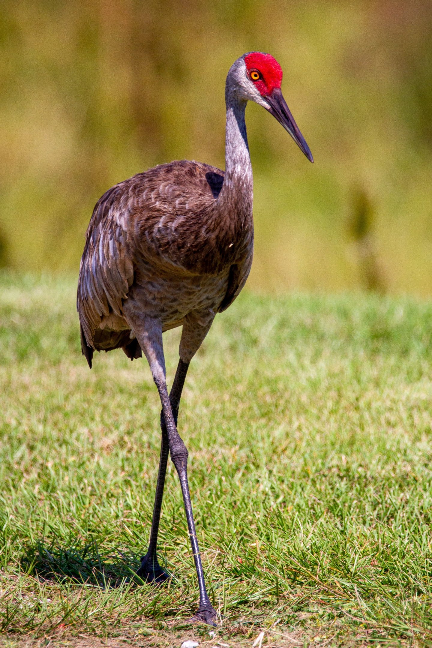 Carl the crane; crane and human friends; crane visits; viral tiktok