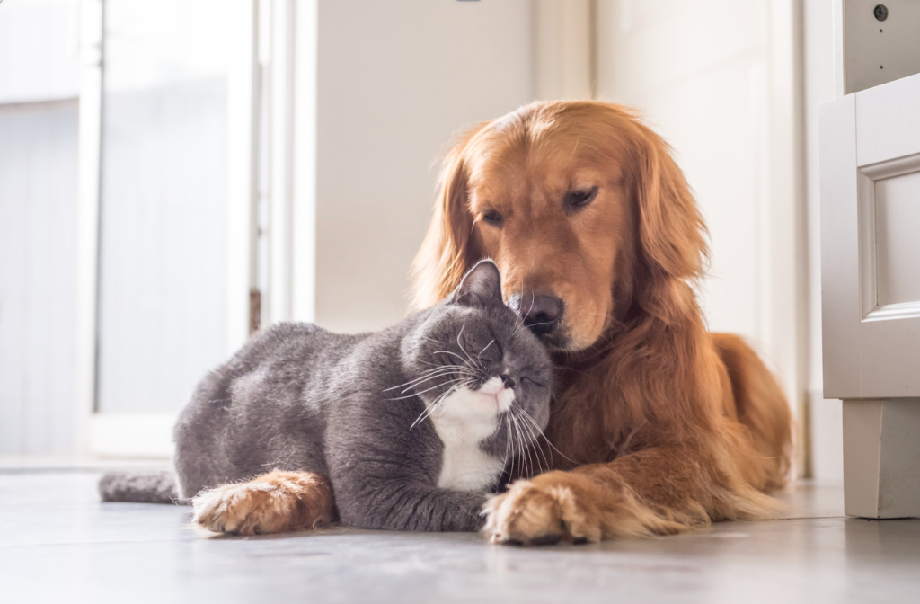 cats, dogs, pets, love languages