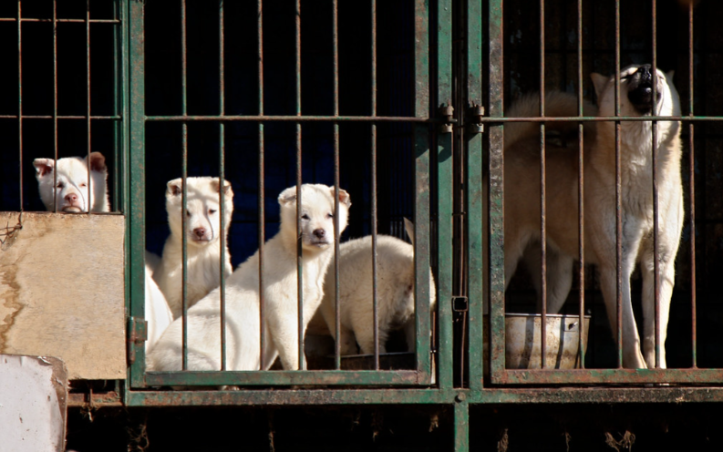 korea dog meat, dog meat ban, south korea