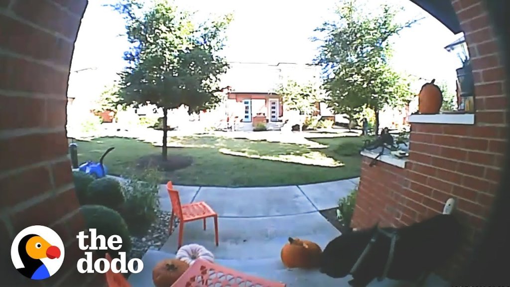 pig sneaks out; pig escape artist; pig steals pumpkins; funny videos; funny pet videos