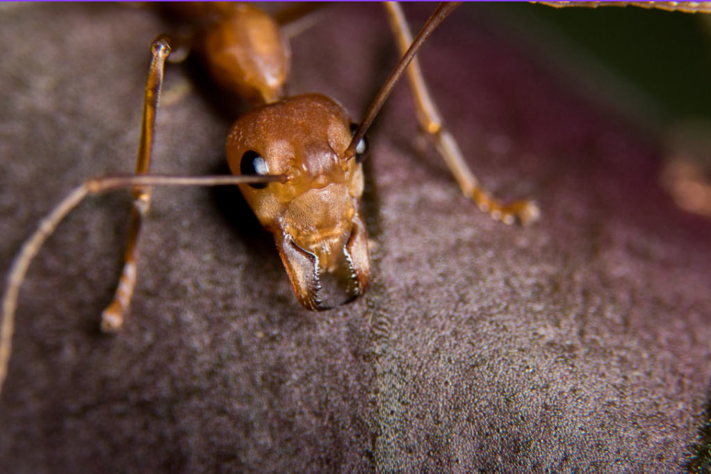 skydiving, fire ant bite