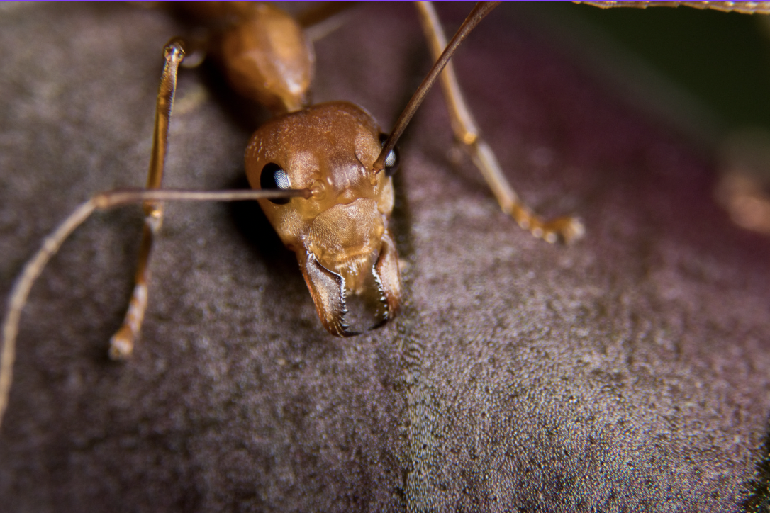 skydiving, fire ant bite