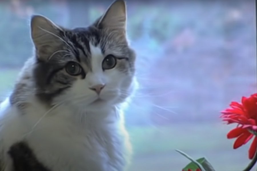 white and tabby cat sitting in a window with a red flower