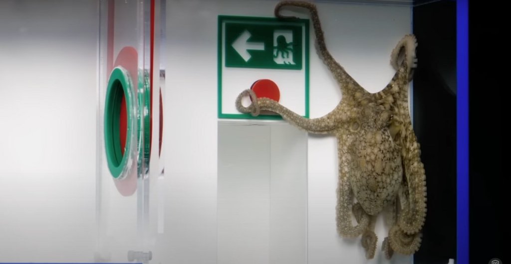 octopus in an underwater maze