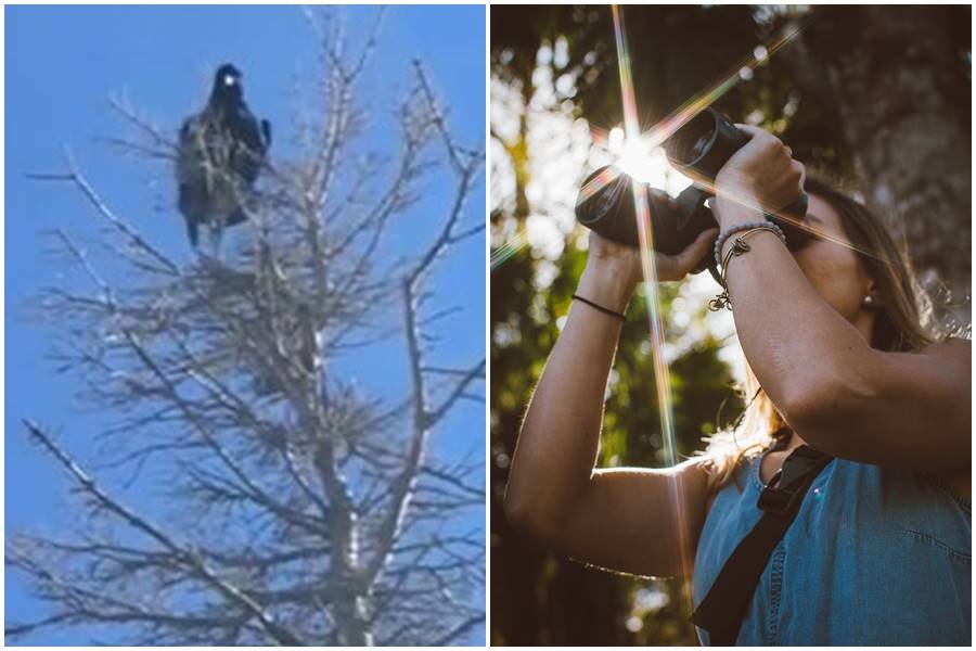 birds, crows, talking birds