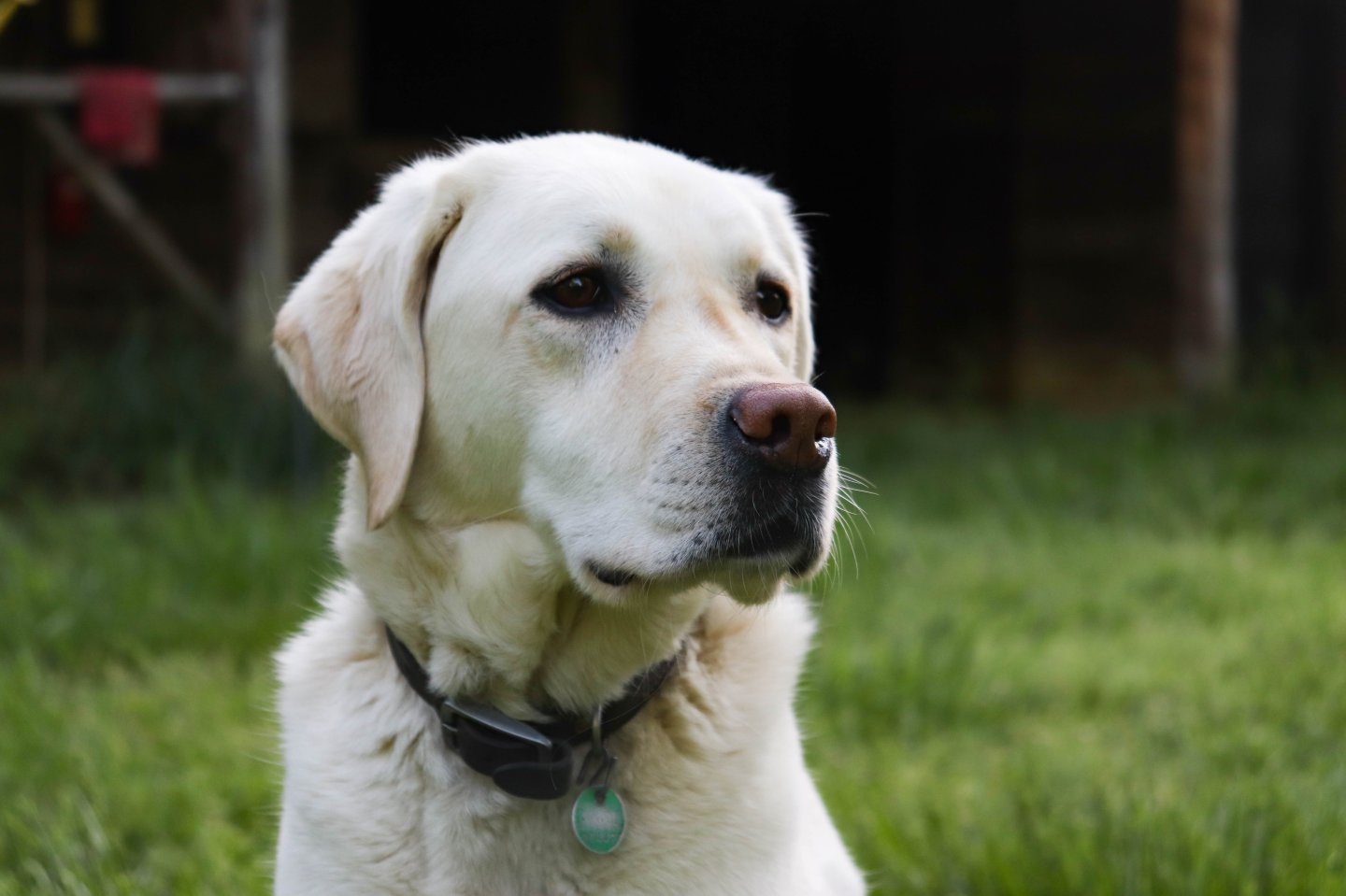 English lab dog