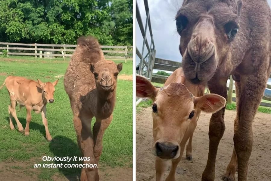 unlikely pairs; animals; animal rescue; camel and cow best friends; lonely camel