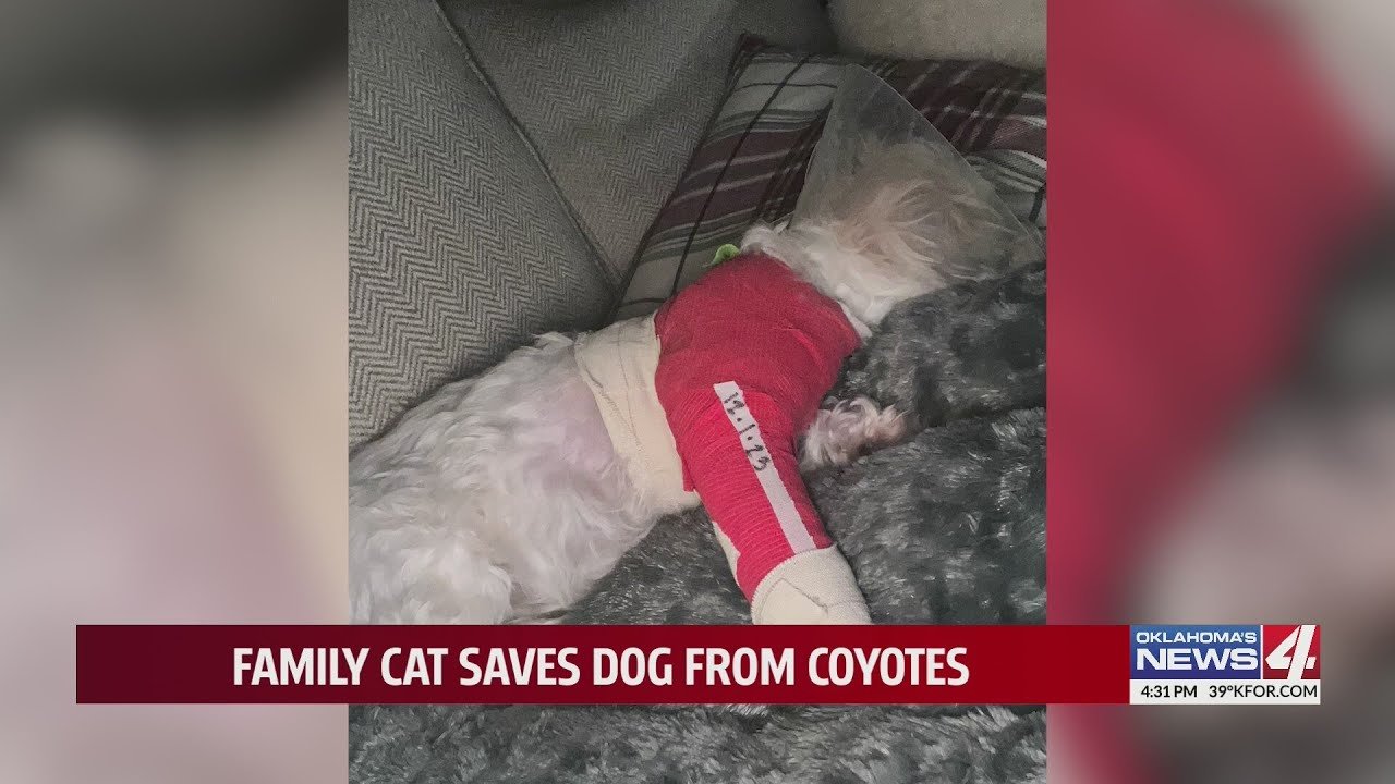 cat distribution system; cat saves dog; cat saves dog from coyotes; coyotes attack dog; cat attacks coyotes