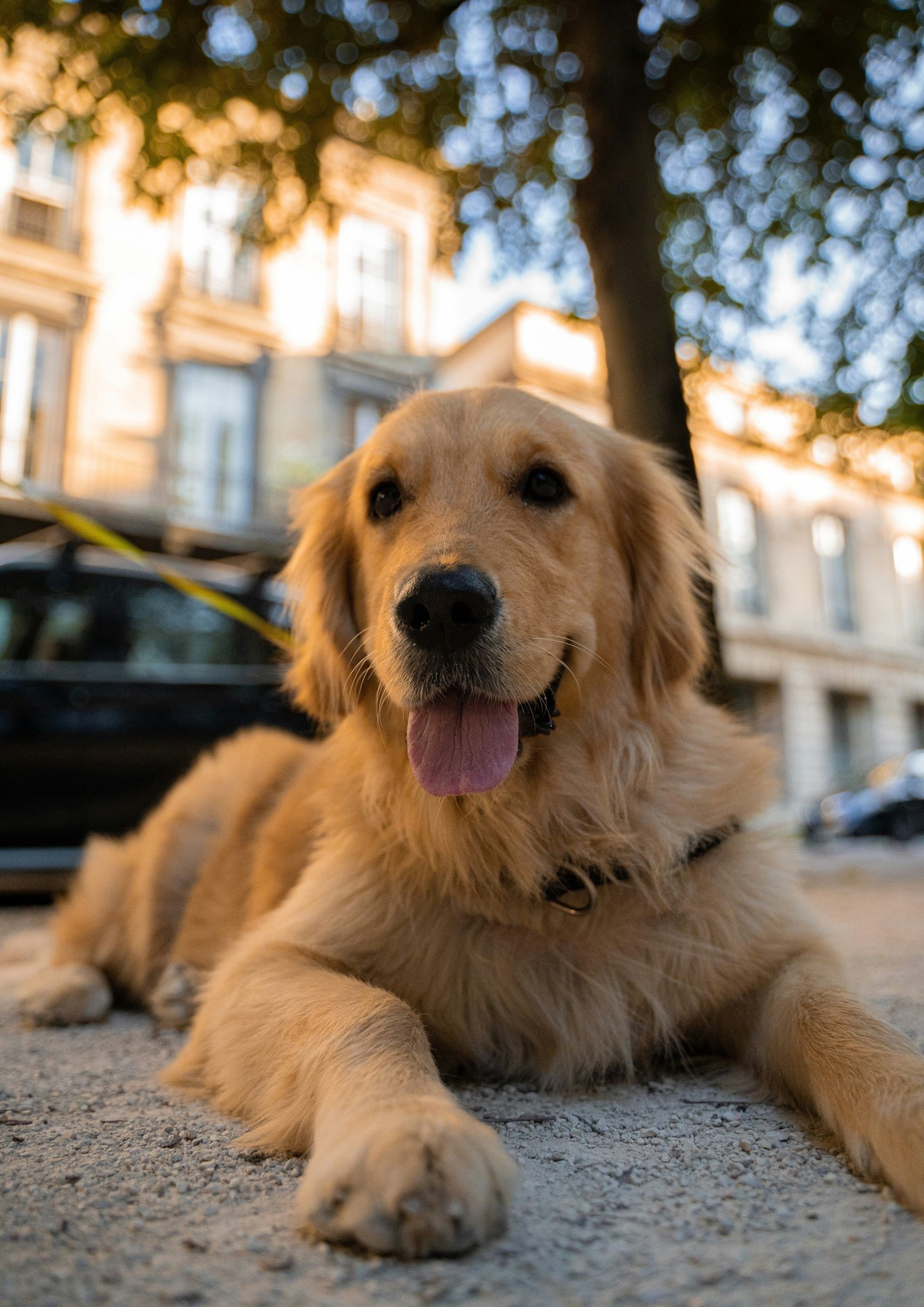 golden retriever puppy