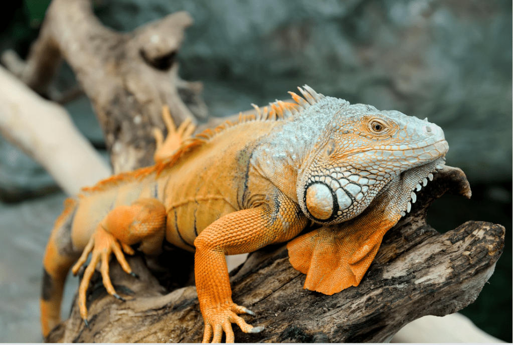rocket iguana, iguanas as pets, exotic pets, pets, iguanas, the dodo