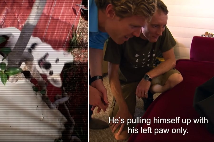 dog climbing, men watching video