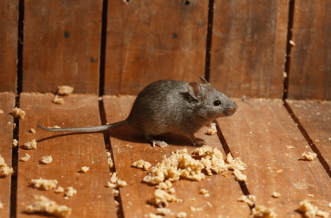 tidy mouse, mouse tidies shed, welsh tidy mouse, mouse in shed