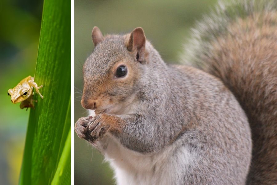 Thumbelina the squirrel; squirrel scared of frog; squirrel vs frog; funny video; pets