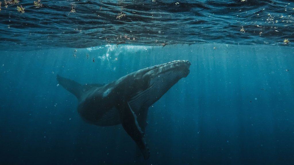 humpback whale swimming underwater