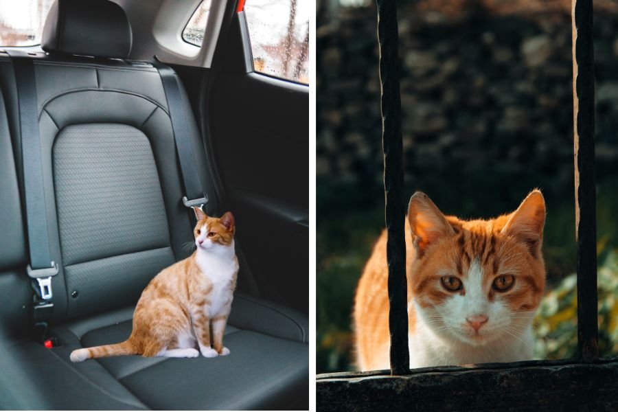 scared straight; cats; funny cat videos; scared straight cat edition; funny videos