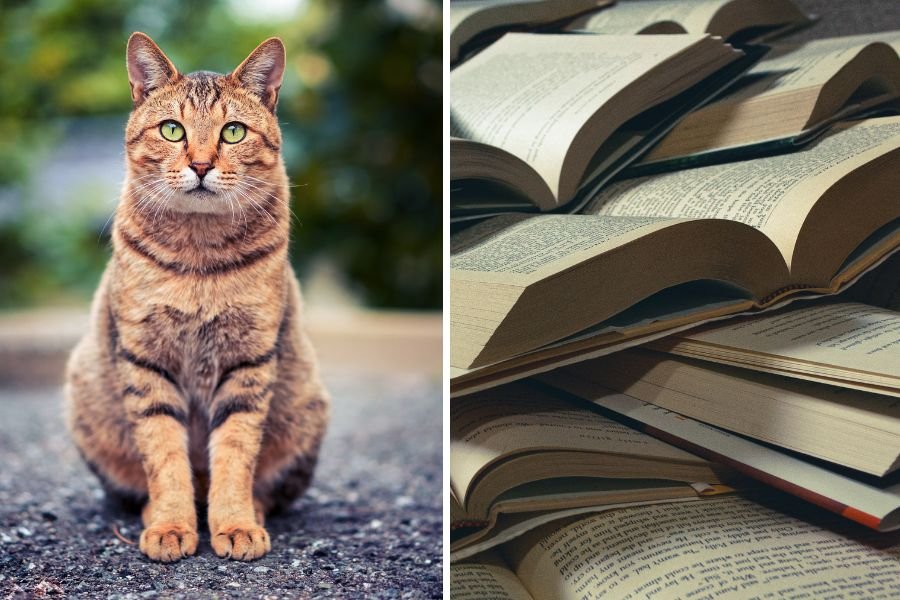 Library holds 'March Meowness' forgiving library fines for cats - Upworthy
