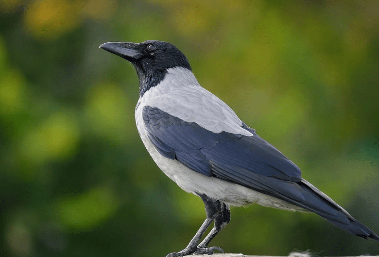 eurasian crow, toddle and crow, laerke luna