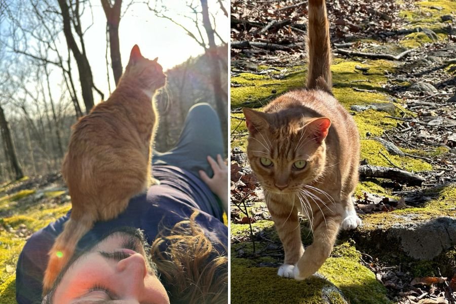 cat sitting on man's chest as he lies on the ground, cat walking across mossy ground
