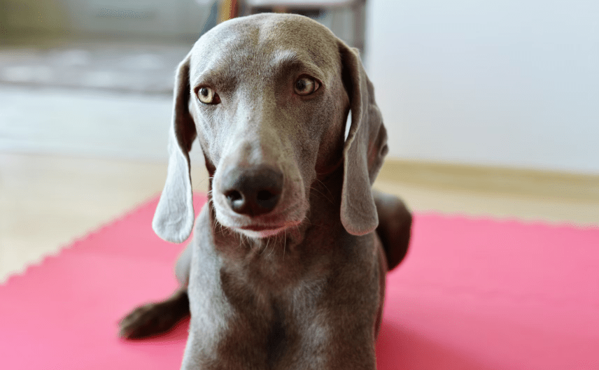 weimaraners, ploite dogs, funny dogs