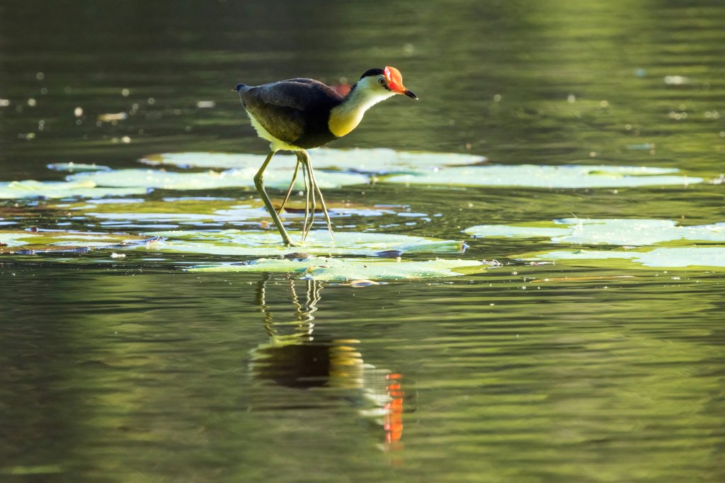 jacana bird; mndiaye_97; weird animal facts; strange animals; birds; tiktok videos