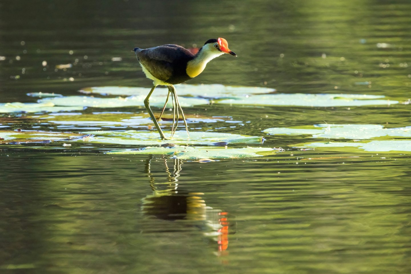 jacana bird; mndiaye_97; weird animal facts; strange animals; birds; tiktok videos