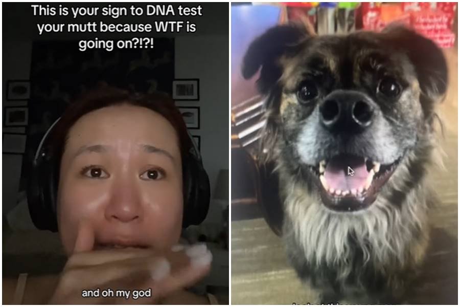 dog dna test, embark, wilee