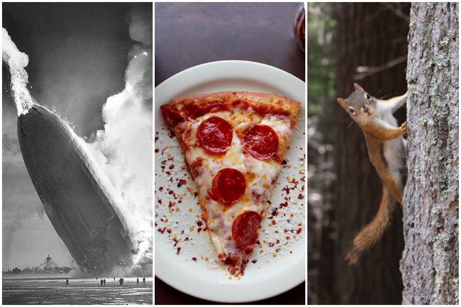random facts, trivia, squirrel pizza