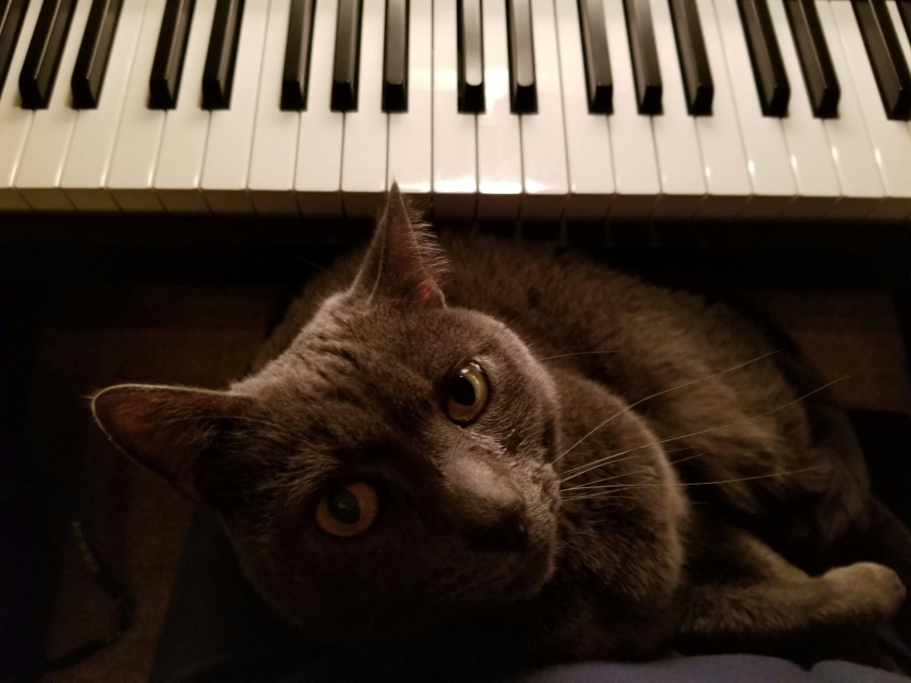 cat sitting at a piano