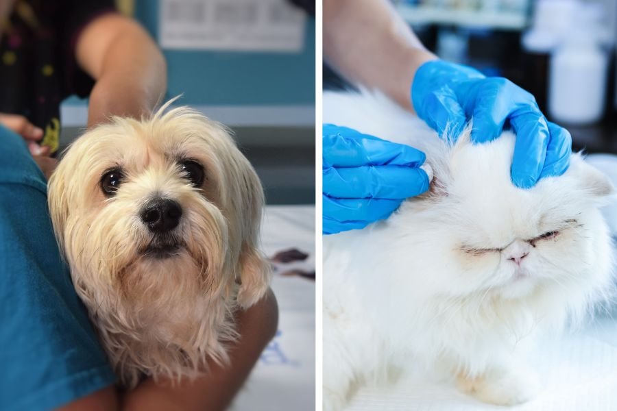 dog at vet, cat at vet, dog breed personalities, cat breed personalities