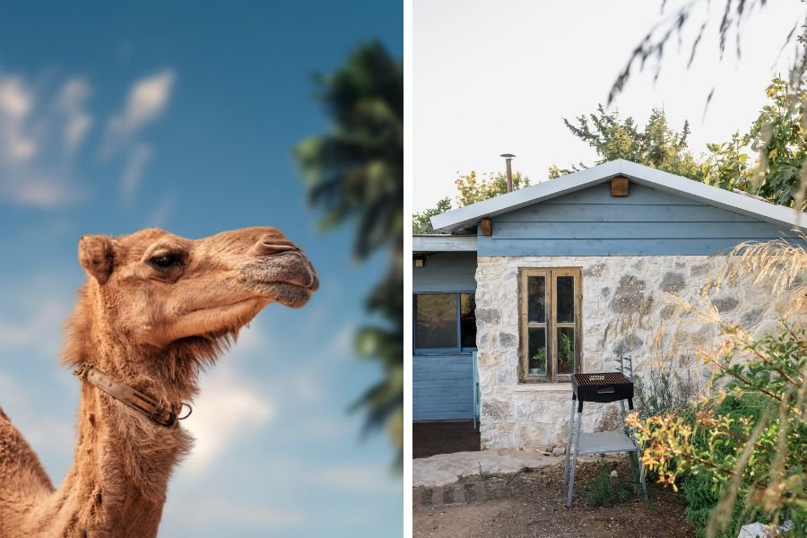 rescue camel; camel albert; the dodo; pet camel; camel in kitchen; camel thinks he's goat