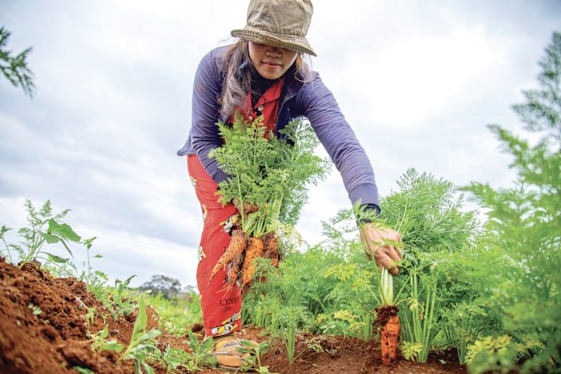 woman pulling up a carrot in a garden