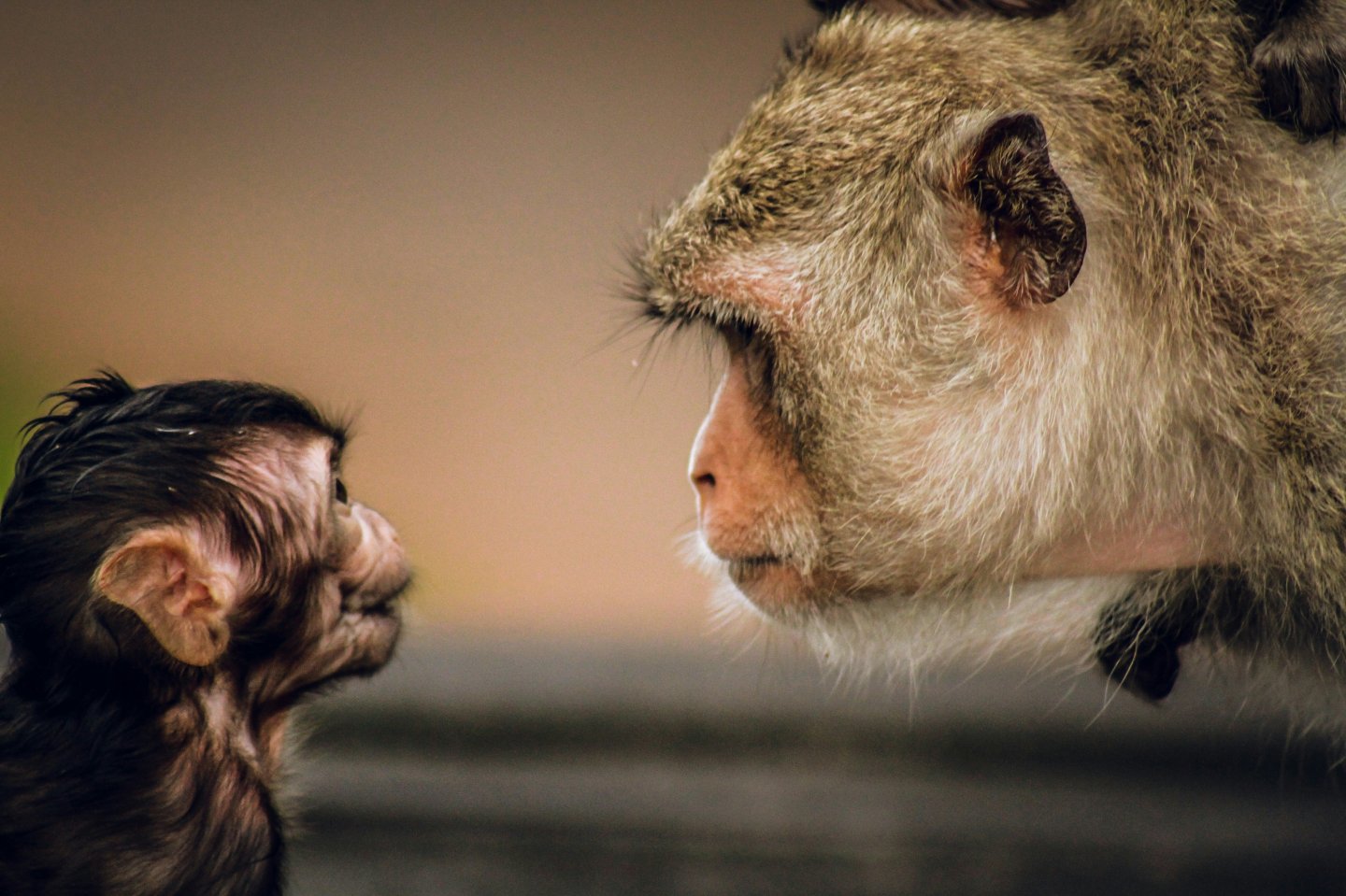adult monkey looking at baby monkey