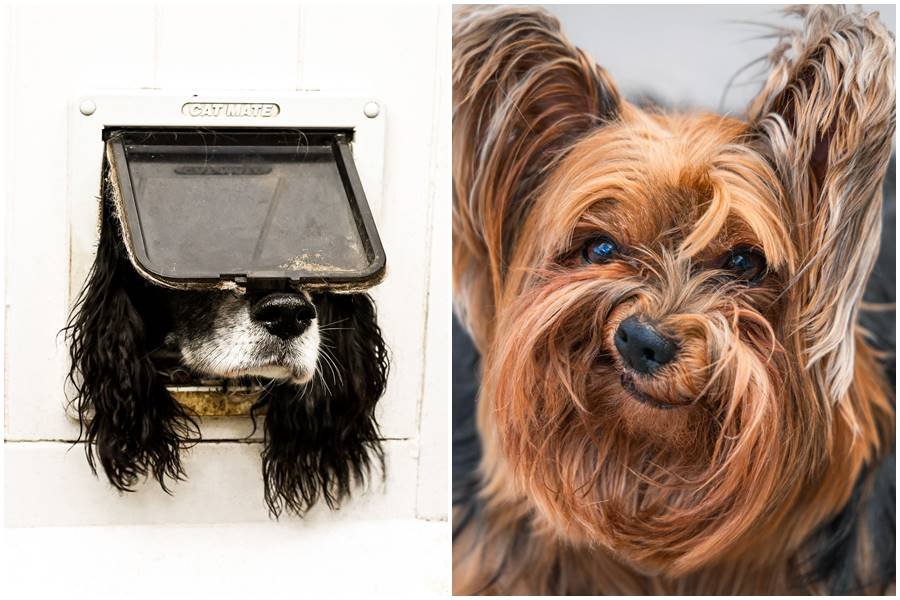 2024 Comedy Pet Photography Award nominees - Upworthy