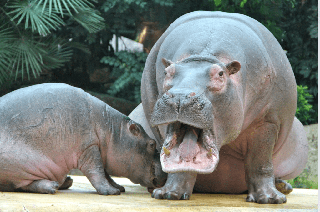 hippo, hippo sounds, weird animal sounds, animals, zoo near me