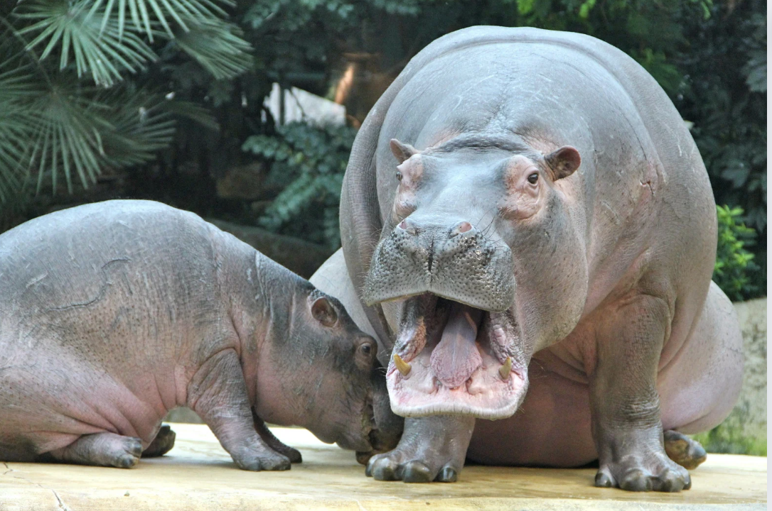 hippo, hippo sounds, weird animal sounds, animals, zoo near me