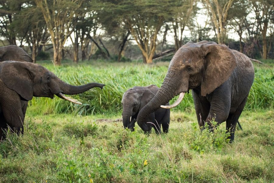 three elephants in kenya