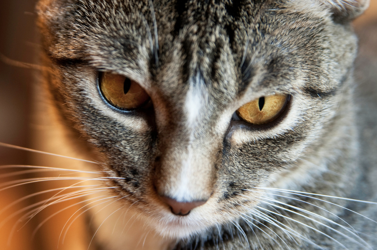 tabby personality, funny cat videos, cats