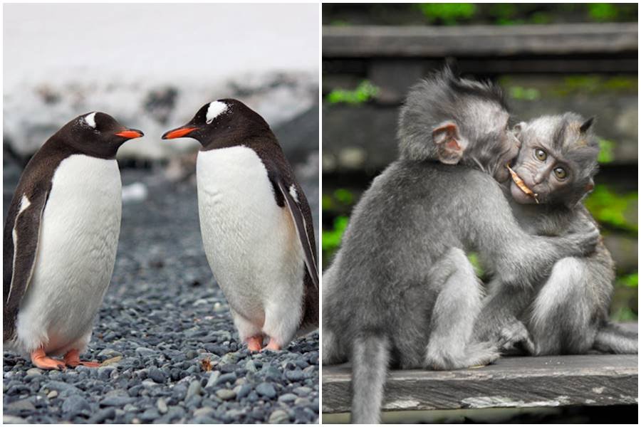 lgbtq, gay animals, homosexuality in nature